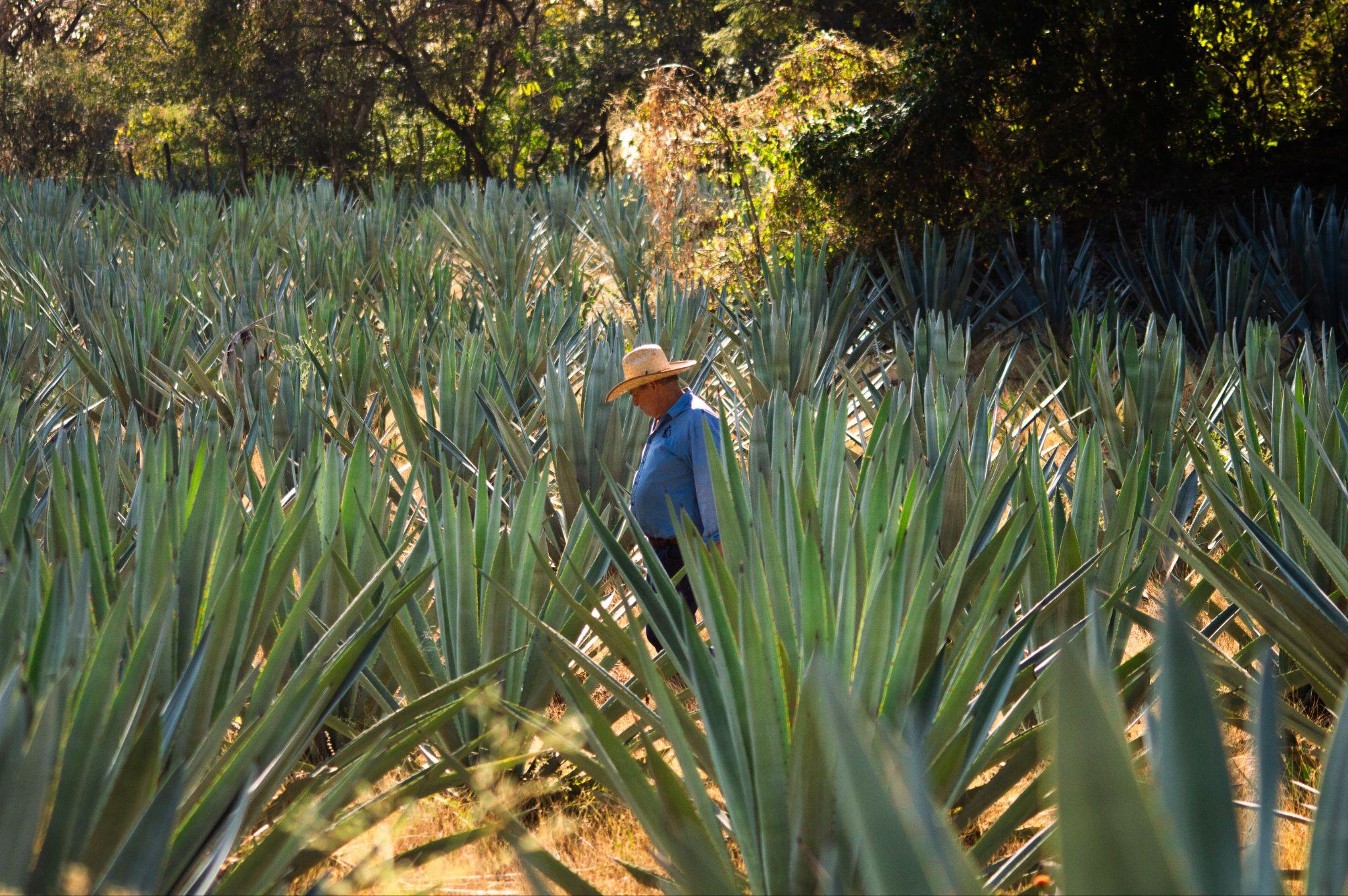 Salvador Landa Garcia working among the agave fields