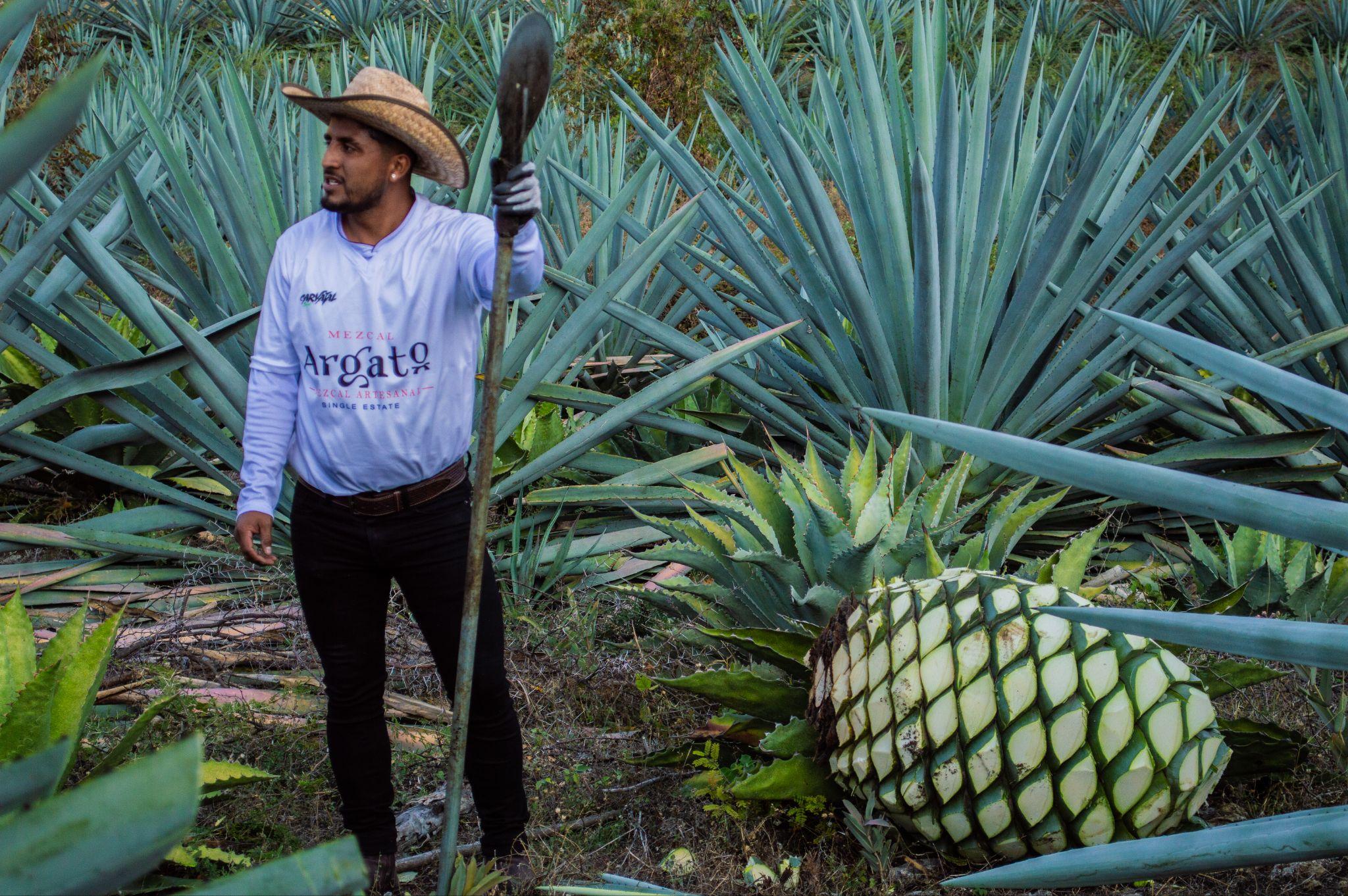 Mezcal Argato Espadin bottle displayed alongside awards and agave plants