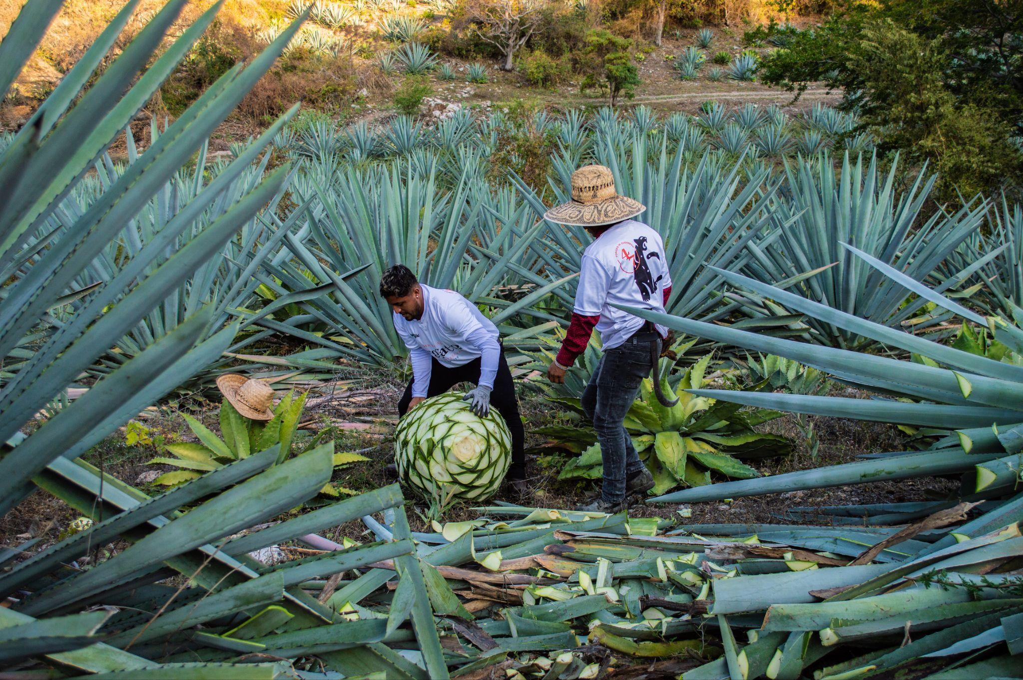 Master mezcaleros harvesting agave in the fields of Guerrero, Mexico