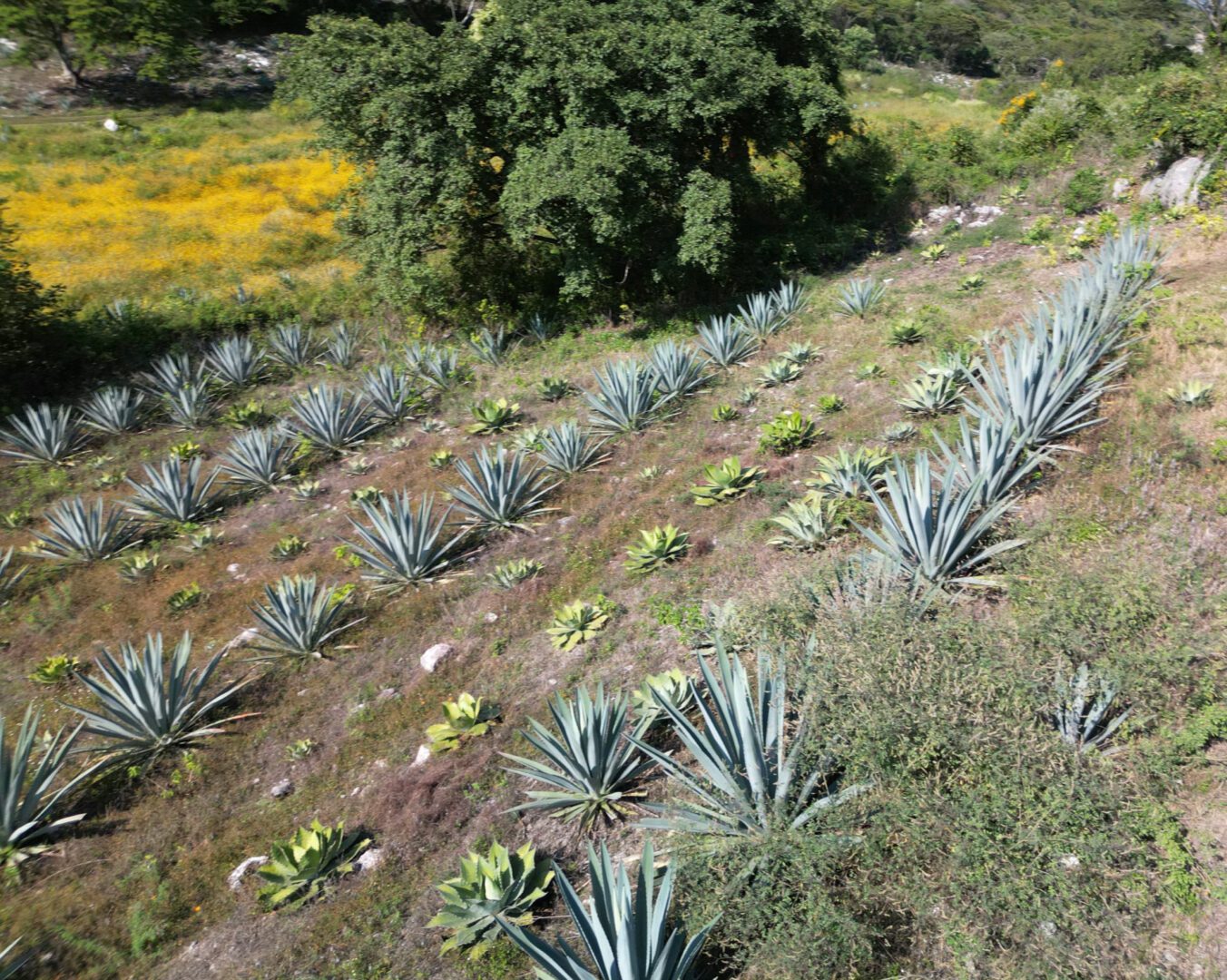 A field of agave plants in the middle of a forest.
