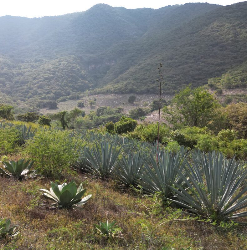 A field of agave plants in the mountains.