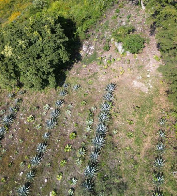 An aerial view of a field with many plants.